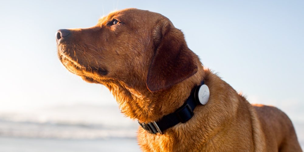 Essential Things about Dog Tracker