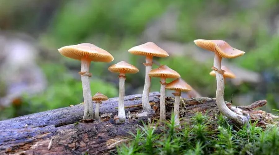 All about buying shrooms online