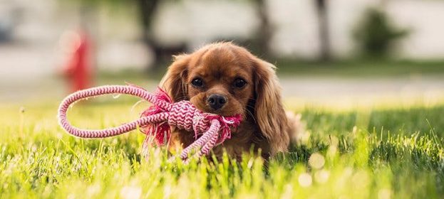 In the pet store you will find what is necessary for that member of your family.