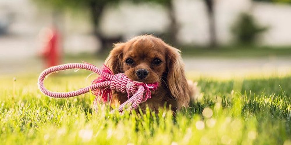 In the pet store you will find what is necessary for that member of your family.