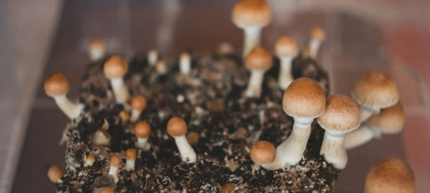 Choosing the right Dosage of Shrooms to meet your needs in DC