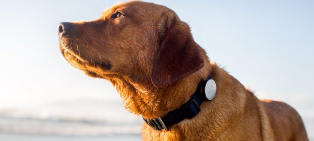 Essential Things about Dog Tracker