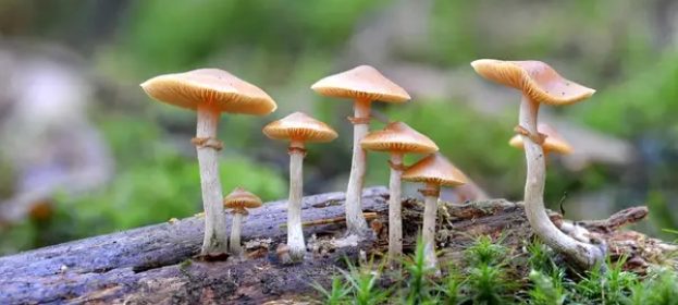 All about buying shrooms online