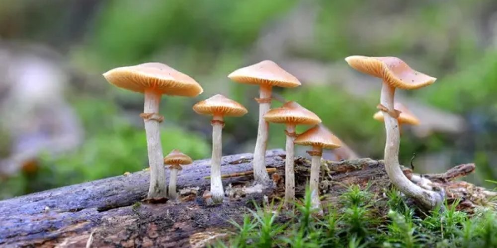 All about buying shrooms online