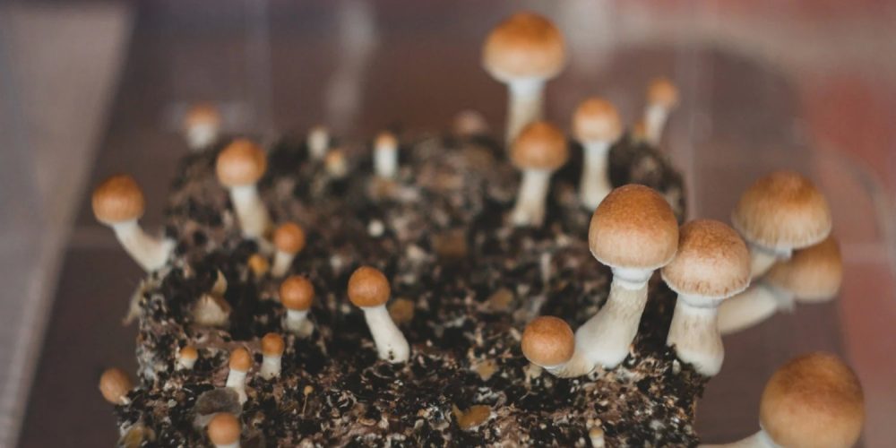 Choosing the right Dosage of Shrooms to meet your needs in DC