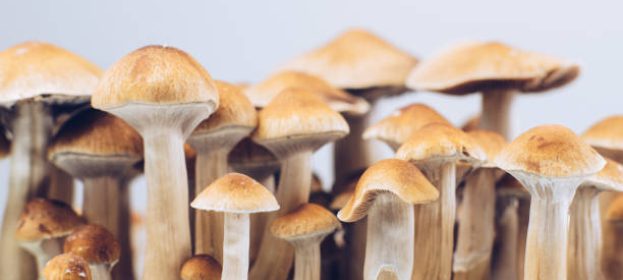 A beginner’s guide to buying shrooms in D.C
