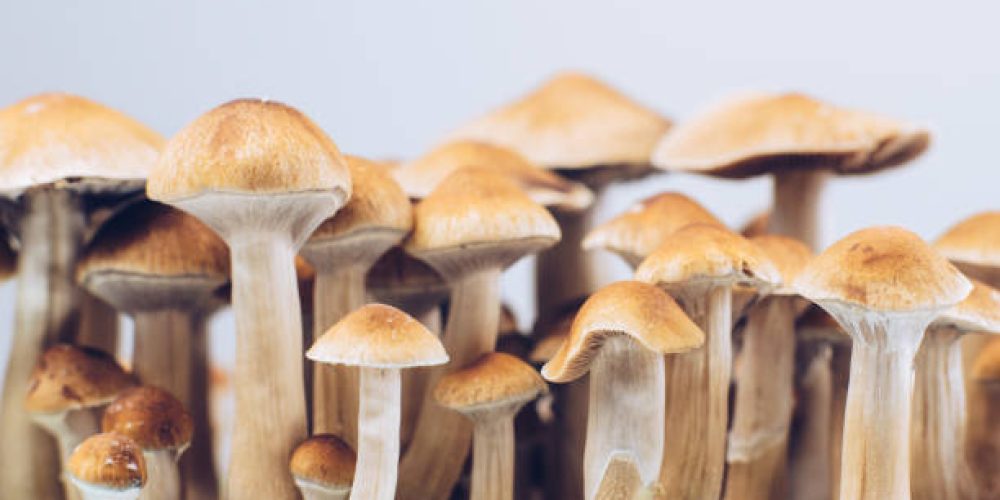 A beginner’s guide to buying shrooms in D.C