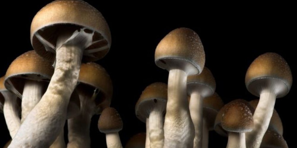 Magic Mushrooms: Guide book about how you use Magic Mushrooms?