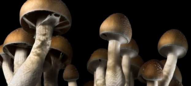 Magic Mushrooms: Guide book about how you use Magic Mushrooms?